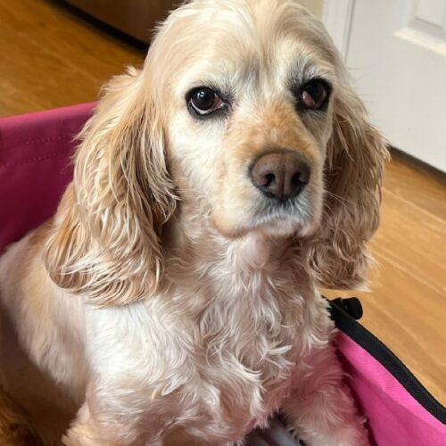Enlarge Honey N 26034, a Adoptable Cocker Spaniel in Parker, CO image 2/3
