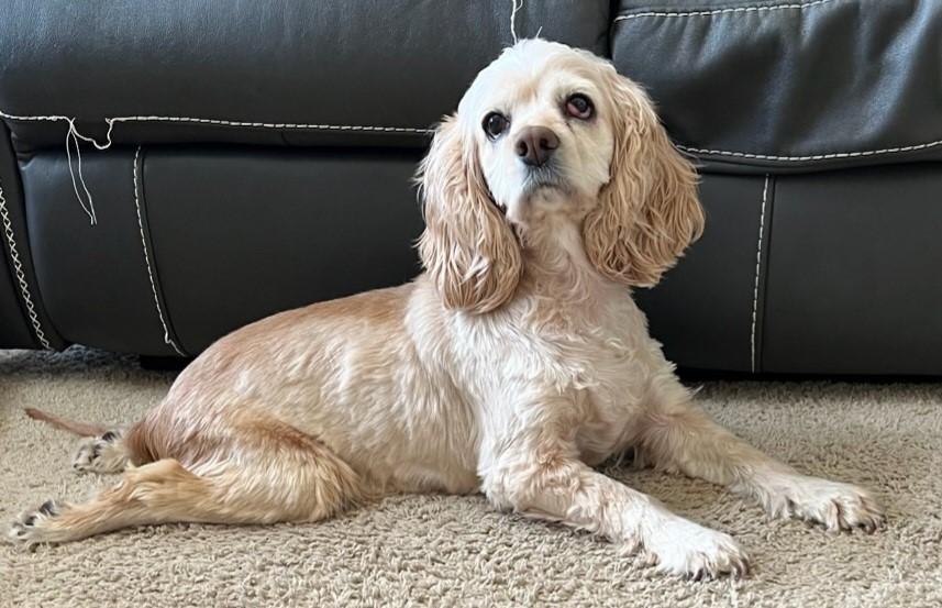 Enlarge Honey N 26034, a Adoptable Cocker Spaniel in Parker, CO image 3/4