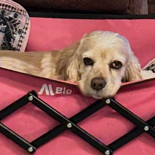 Enlarge Honey N 26034, a Adoptable Cocker Spaniel in Parker, CO image 3/3