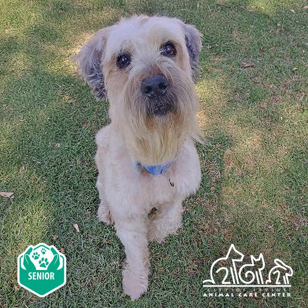 Enlarge CHARLIE, a Adoptable Wheaten Terrier in Irvine, CA image 1/1