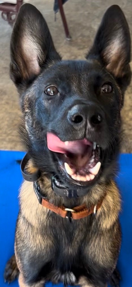 Enlarge Haymaker , a Adopted Belgian Shepherd / Malinois in Cape Coral, FL image 1/4