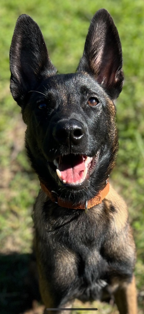 Enlarge Haymaker , a Adopted Belgian Shepherd / Malinois in Cape Coral, FL image 2/4