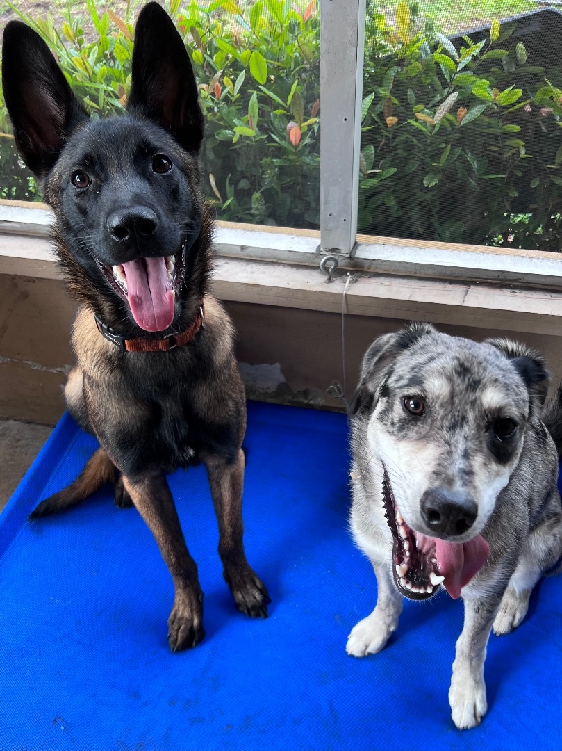 Enlarge Haymaker , a Adopted Belgian Shepherd / Malinois in Cape Coral, FL image 3/4