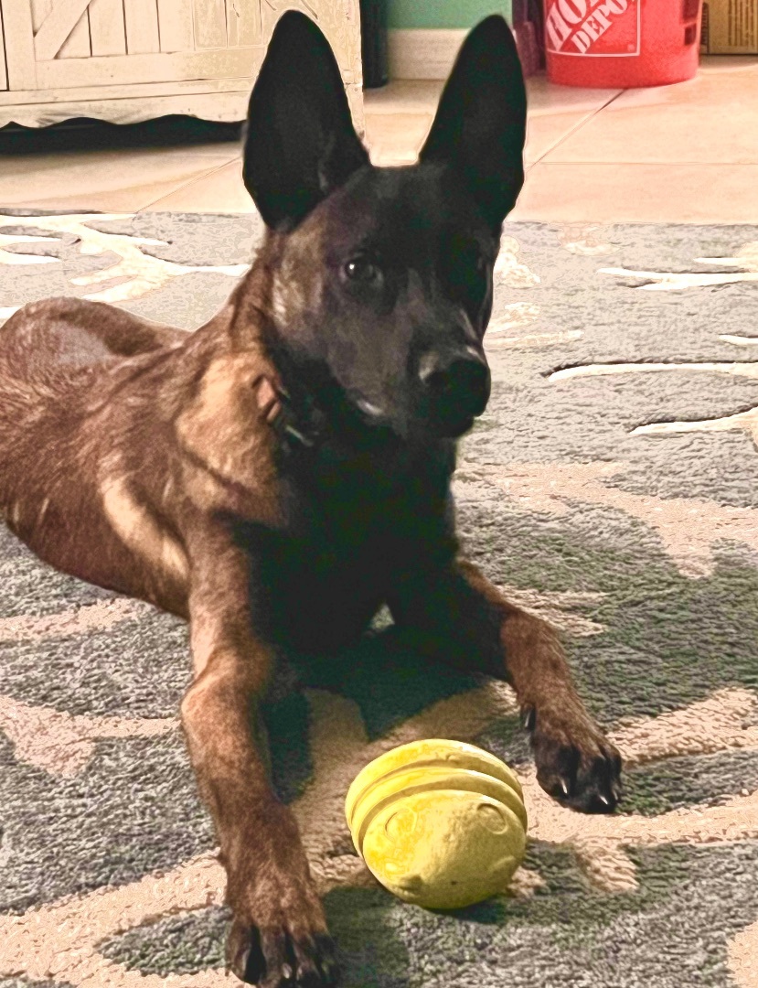 Enlarge Haymaker , a Adopted Belgian Shepherd / Malinois in Cape Coral, FL image 4/4