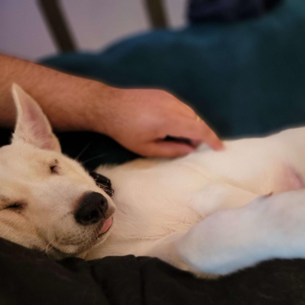 Kya, Adoptable, Puppy Female Shepherd.
