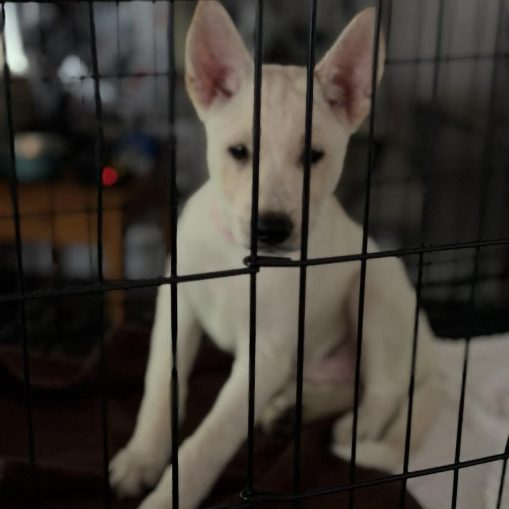 Kya, a Adoptable Shepherd in Raleigh, NC image 3/6