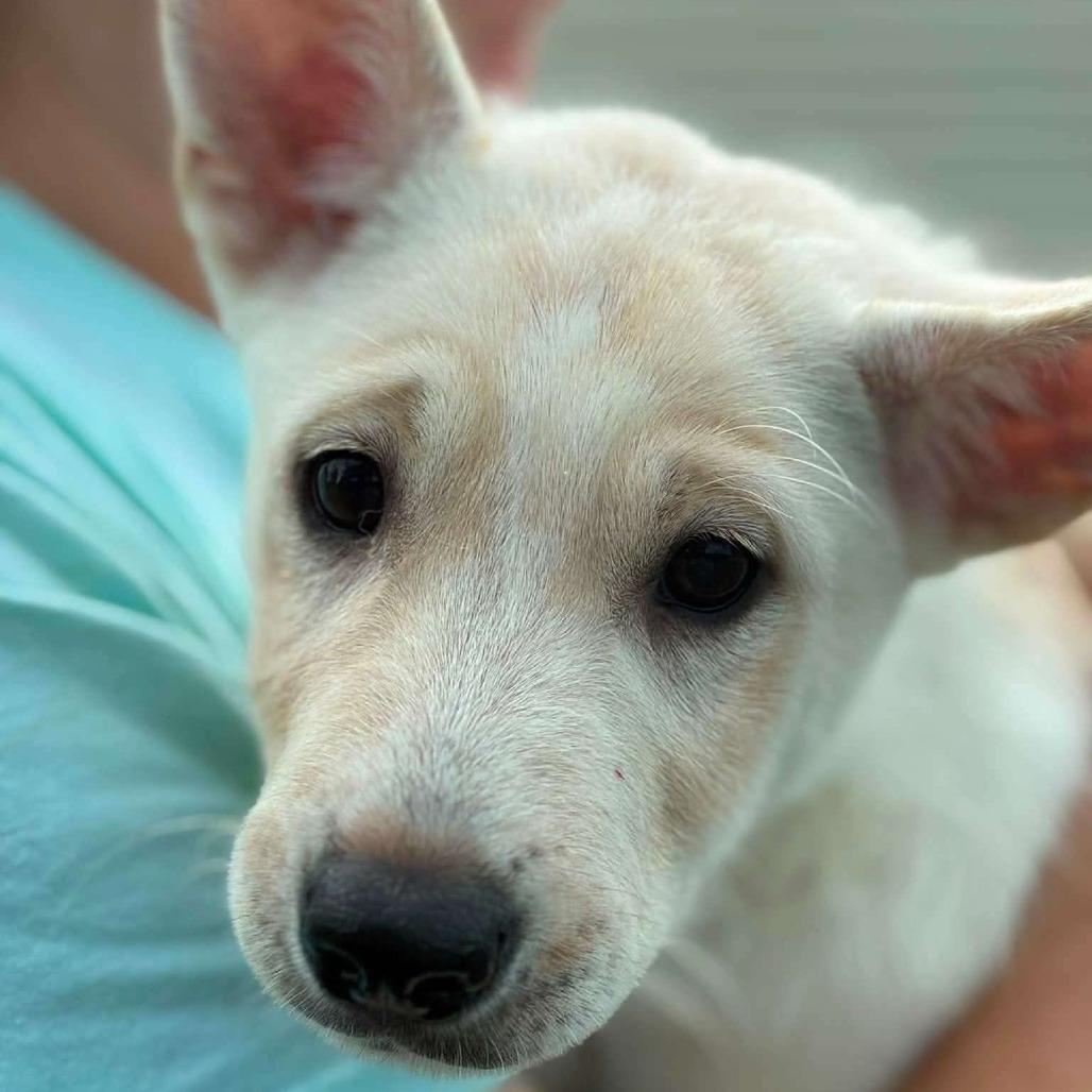 Kya, a Adoptable Shepherd in Raleigh, NC image 6/6