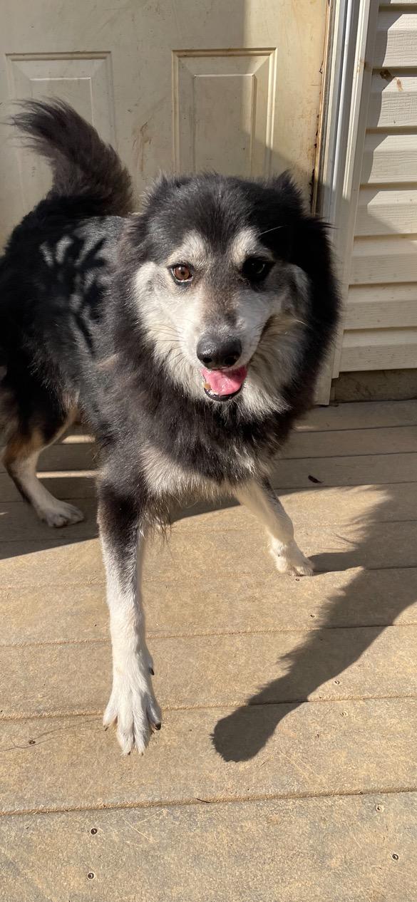 Enlarge Misha, a Adoptable mixed breed in Lincoln University, PA image 3/3
