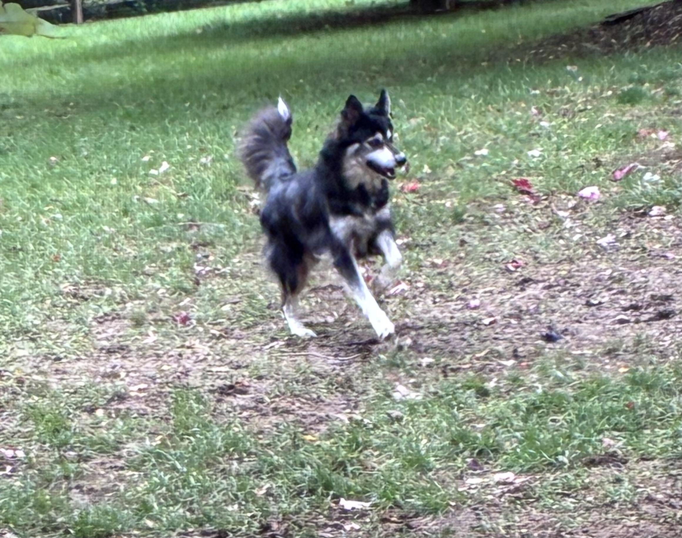 Misha, ADOPTABLE, Young • Female, Keeshond.