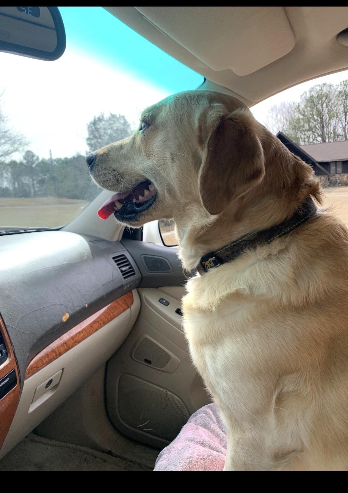 Enlarge Covey, a ADOPTABLE mixed breed in New Canaan, CT image 6/6