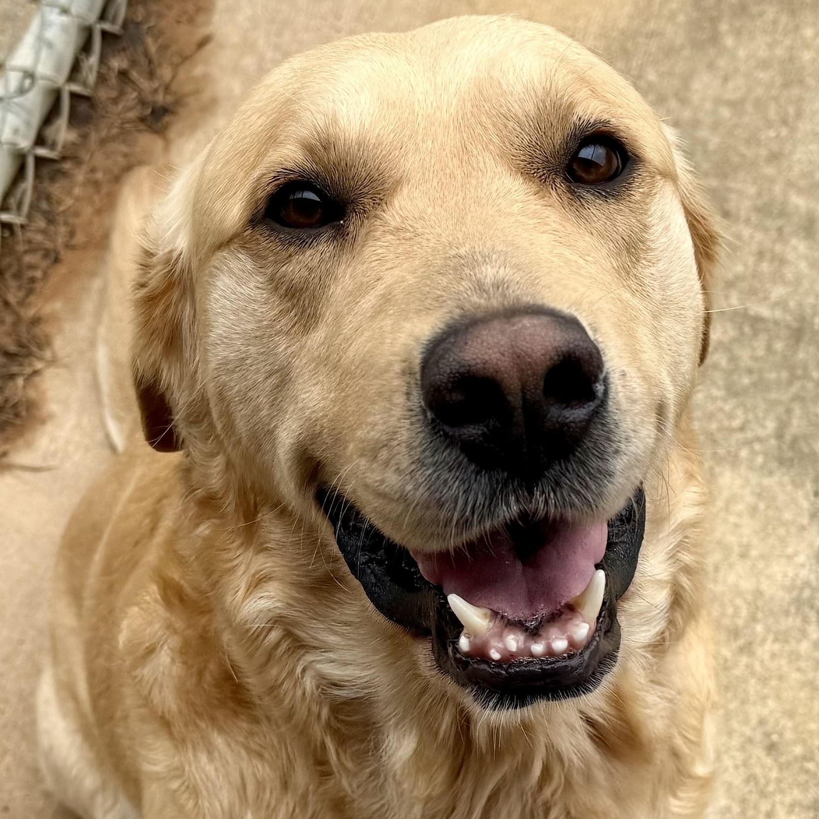 Covey, ADOPTABLE, Adult Male Golden Retriever & Labrador Retriever.