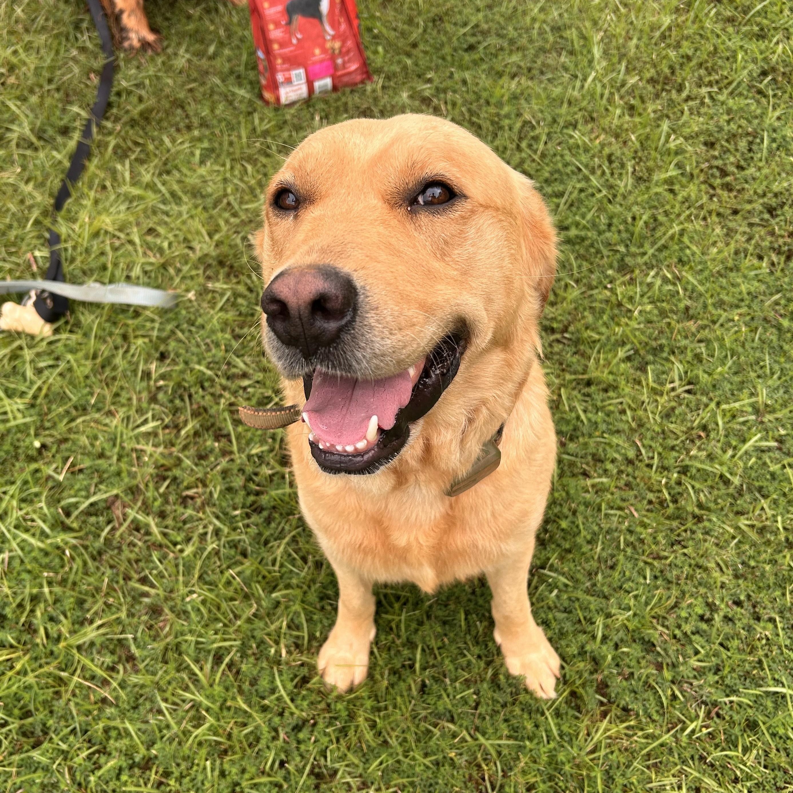 Enlarge Covey, a ADOPTABLE mixed breed in New Canaan, CT image 4/6