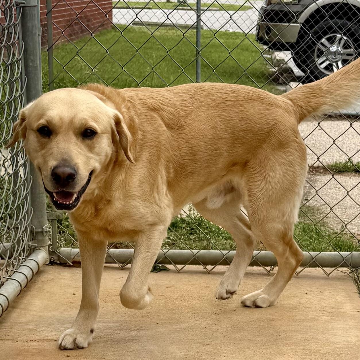 Enlarge Covey, a ADOPTABLE mixed breed in New Canaan, CT image 3/6