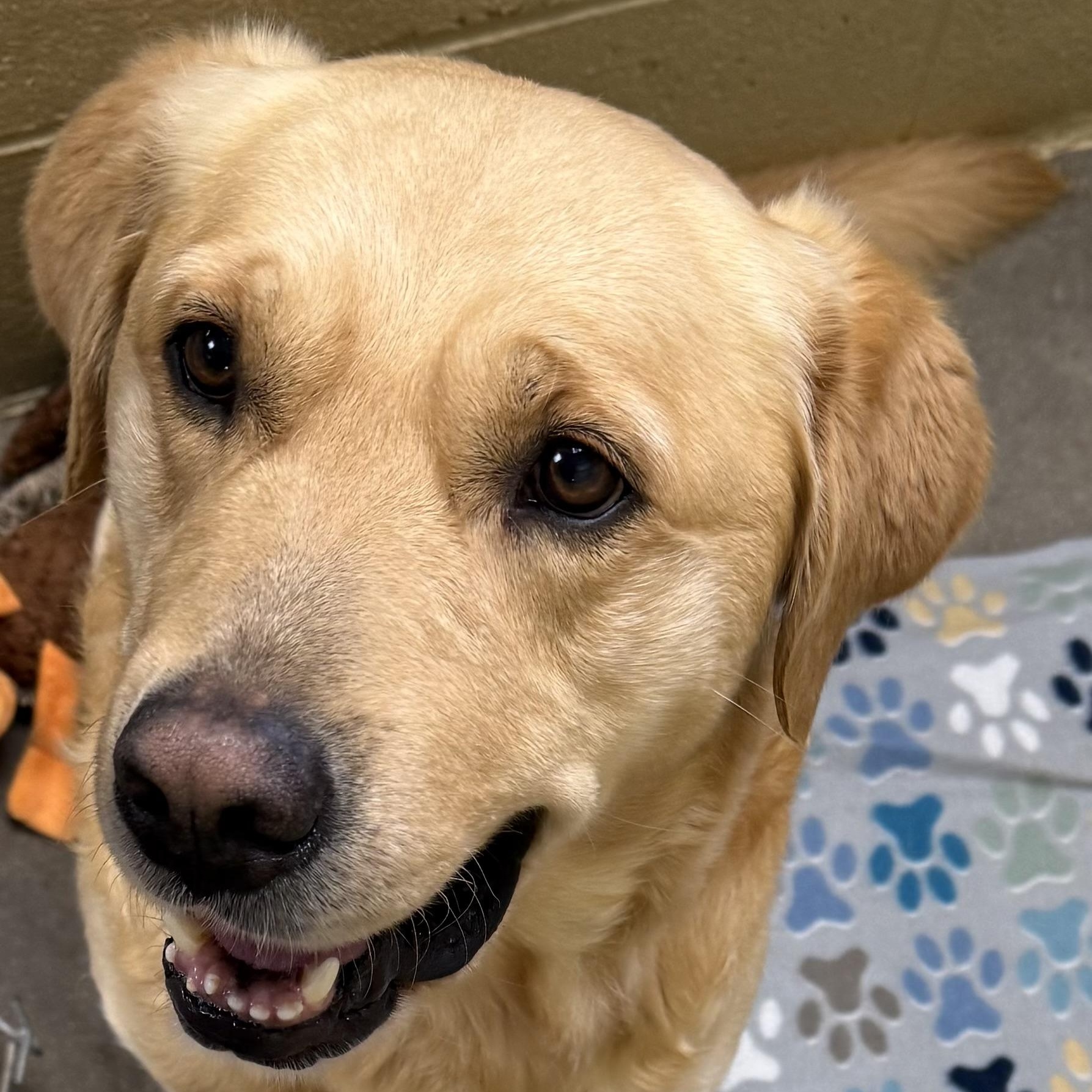 Enlarge Covey, a ADOPTABLE mixed breed in New Canaan, CT image 2/6