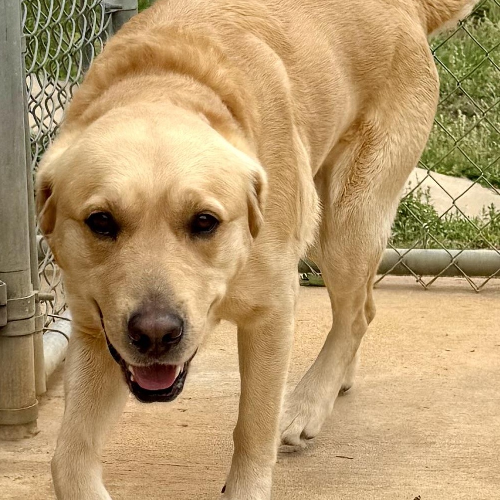 Enlarge Covey, a ADOPTABLE mixed breed in New Canaan, CT image 5/6