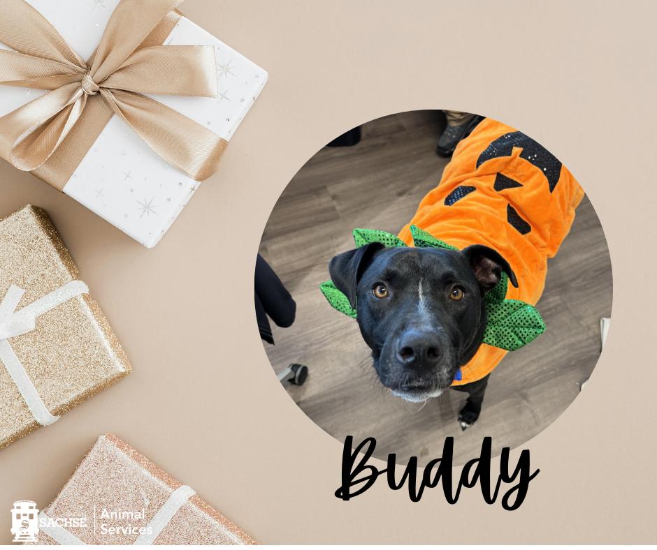 Enlarge Buddy, a ADOPTABLE Pit Bull Terrier in Sachse, TX image 1/1
