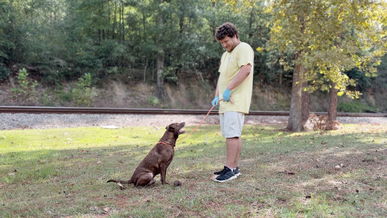 Enlarge Noble, a Adoptable mixed breed in Allentown, PA video 4/4
