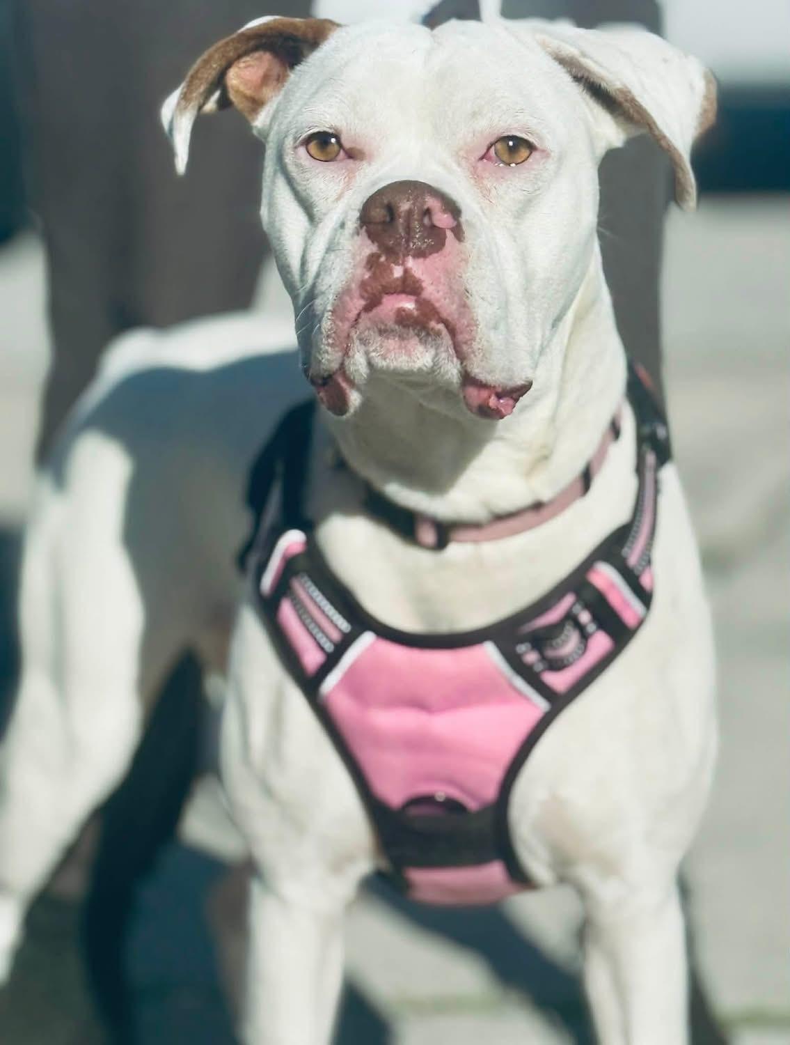Enlarge Ohana, a ADOPTABLE Boxer in Fountaintown, IN image 3/6