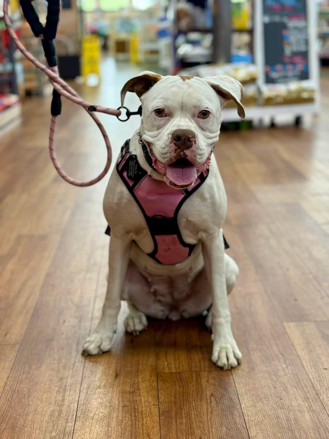 Enlarge Ohana, a ADOPTABLE Boxer in Fountaintown, IN image 4/6