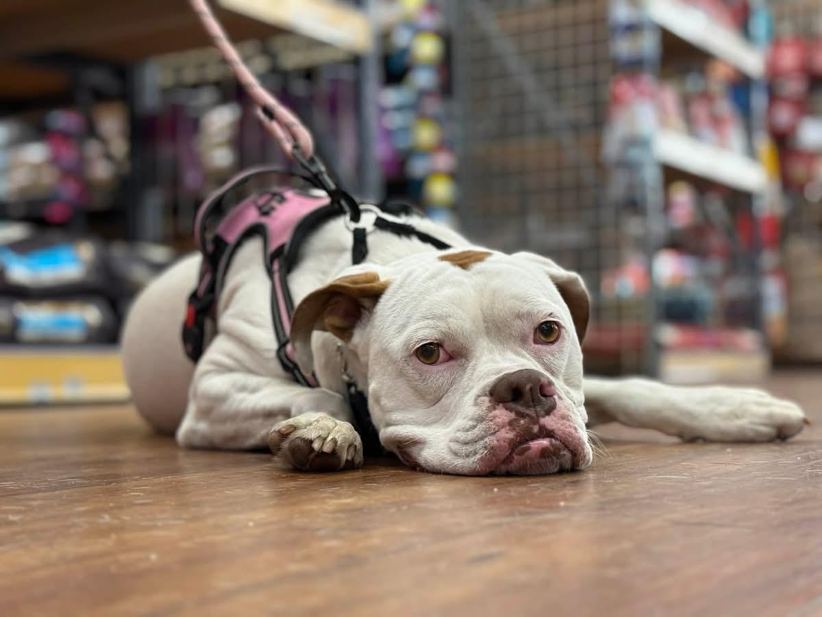 Enlarge Ohana, a ADOPTABLE Boxer in Fountaintown, IN image 5/6