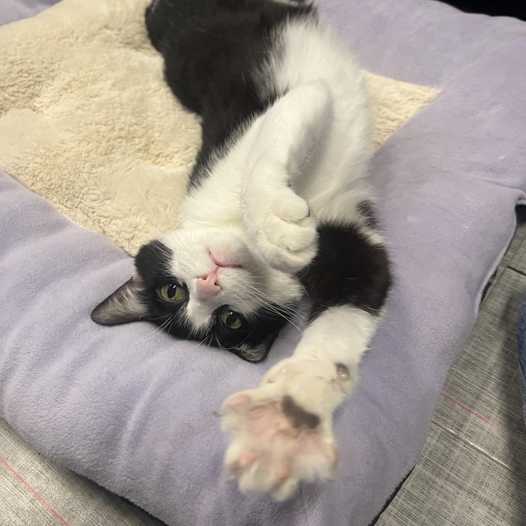 Bobbi Edison, a Adoptable Domestic Short Hair in Hinsdale, IL image 1/3