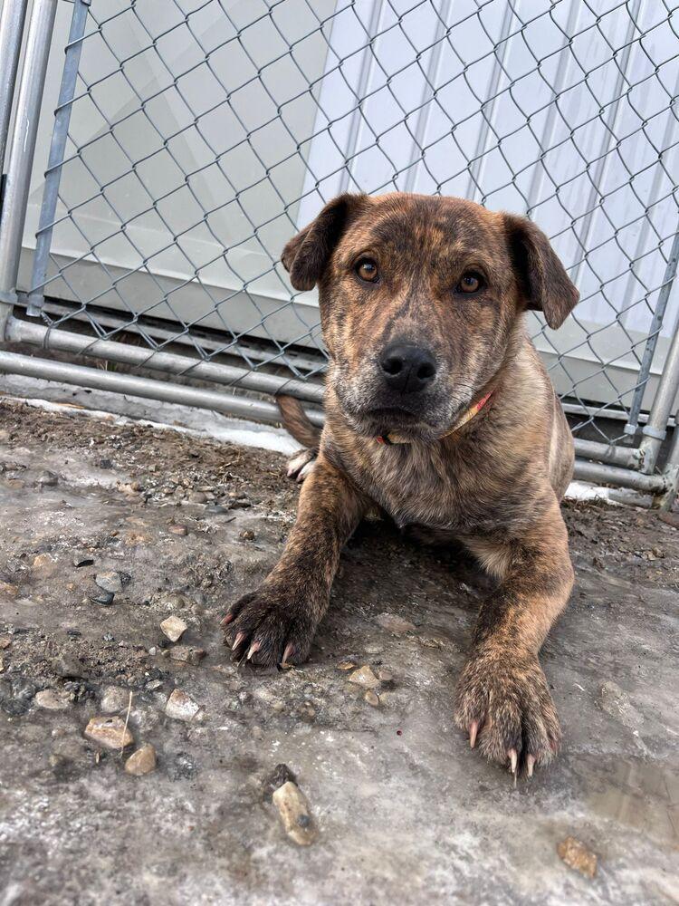 Enlarge Paddy, a Adoptable mixed breed in Calgary, AB image 1/4
