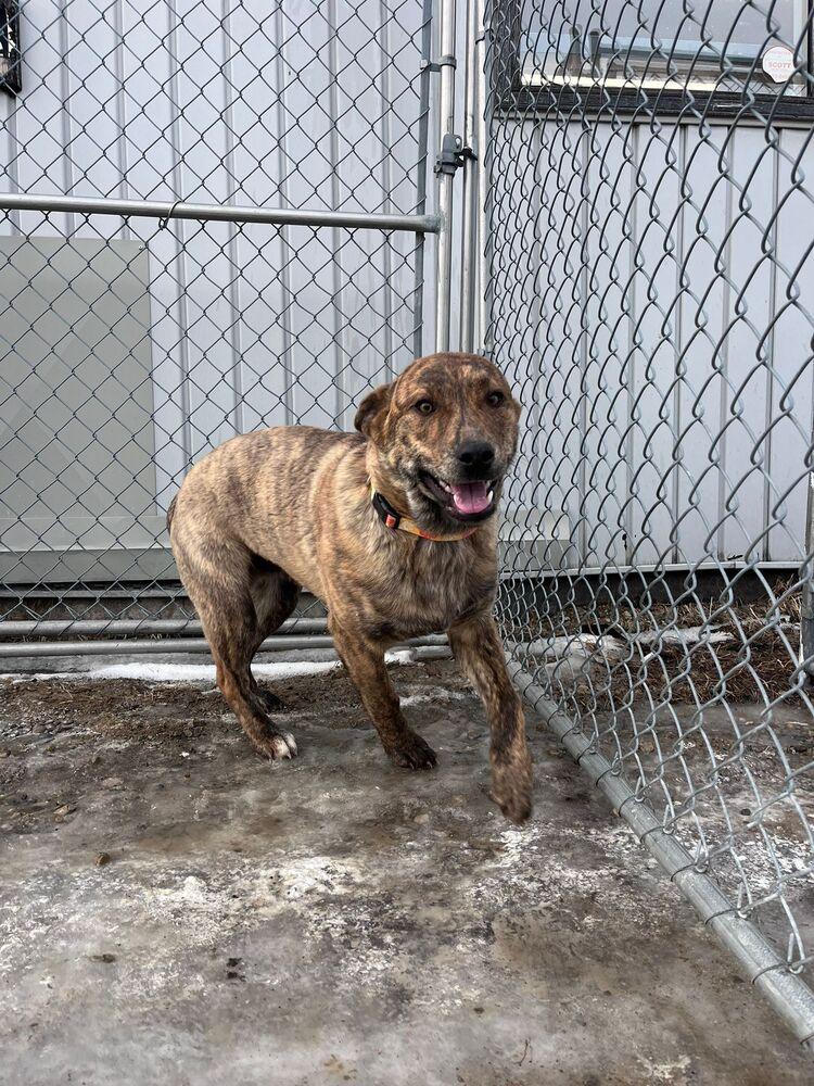Enlarge Paddy, a Adoptable mixed breed in Calgary, AB image 2/4