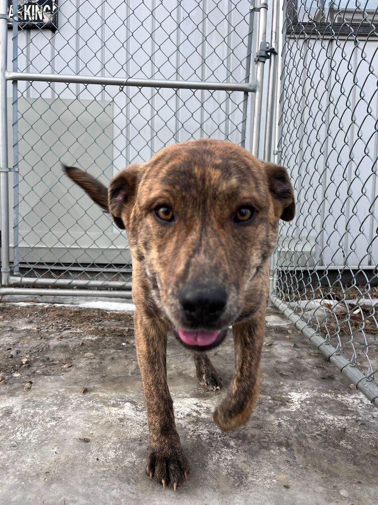 Enlarge Paddy, a Adoptable mixed breed in Calgary, AB image 3/4