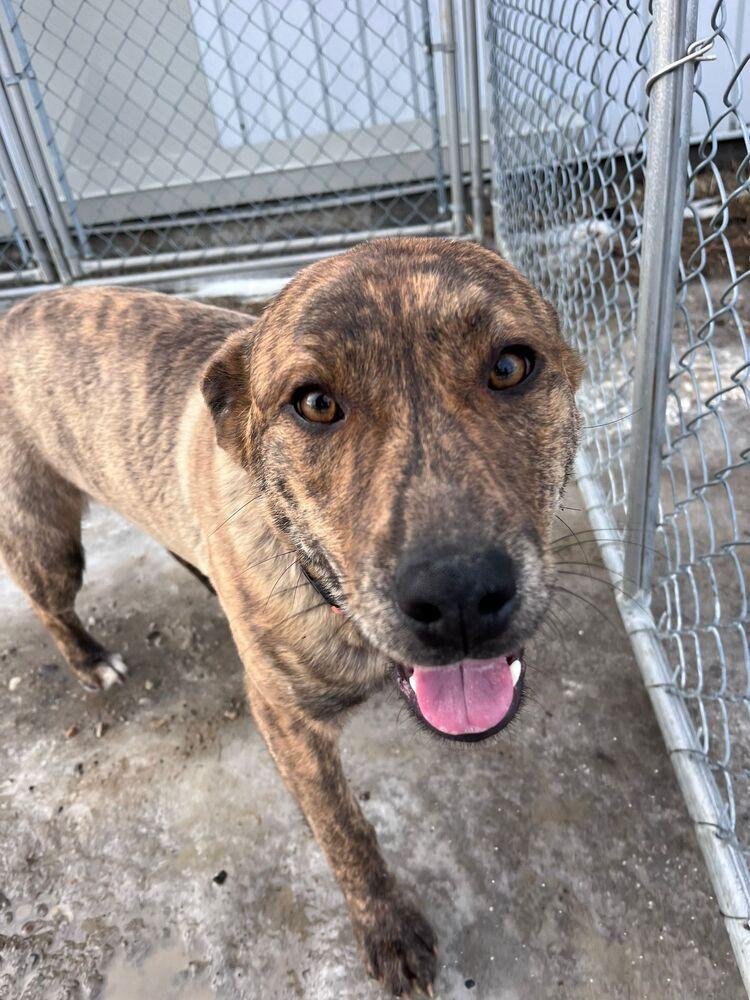 Enlarge Paddy, a Adoptable mixed breed in Calgary, AB image 4/4