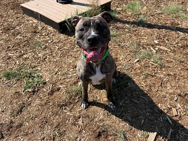SWIRL, Adoptable, Young Female Catahoula Leopard Dog & Pit Bull Terrier.