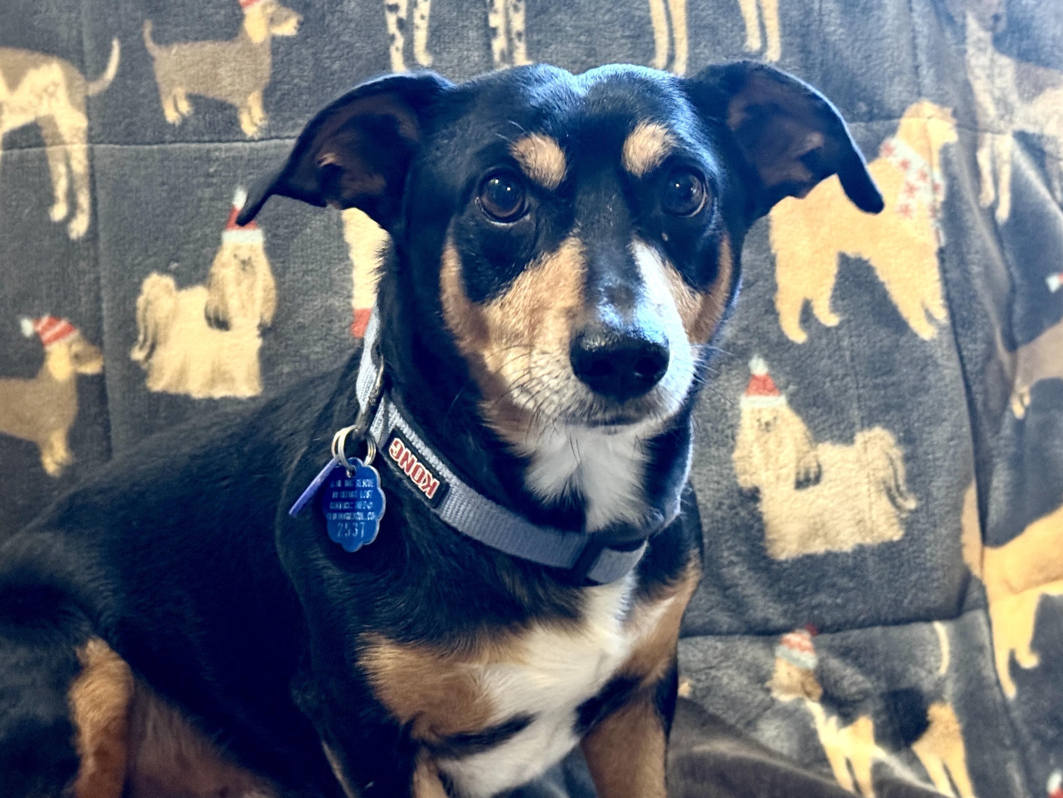 Enlarge Pappi, a ADOPTABLE mixed breed in Round Rock, TX image 1/4