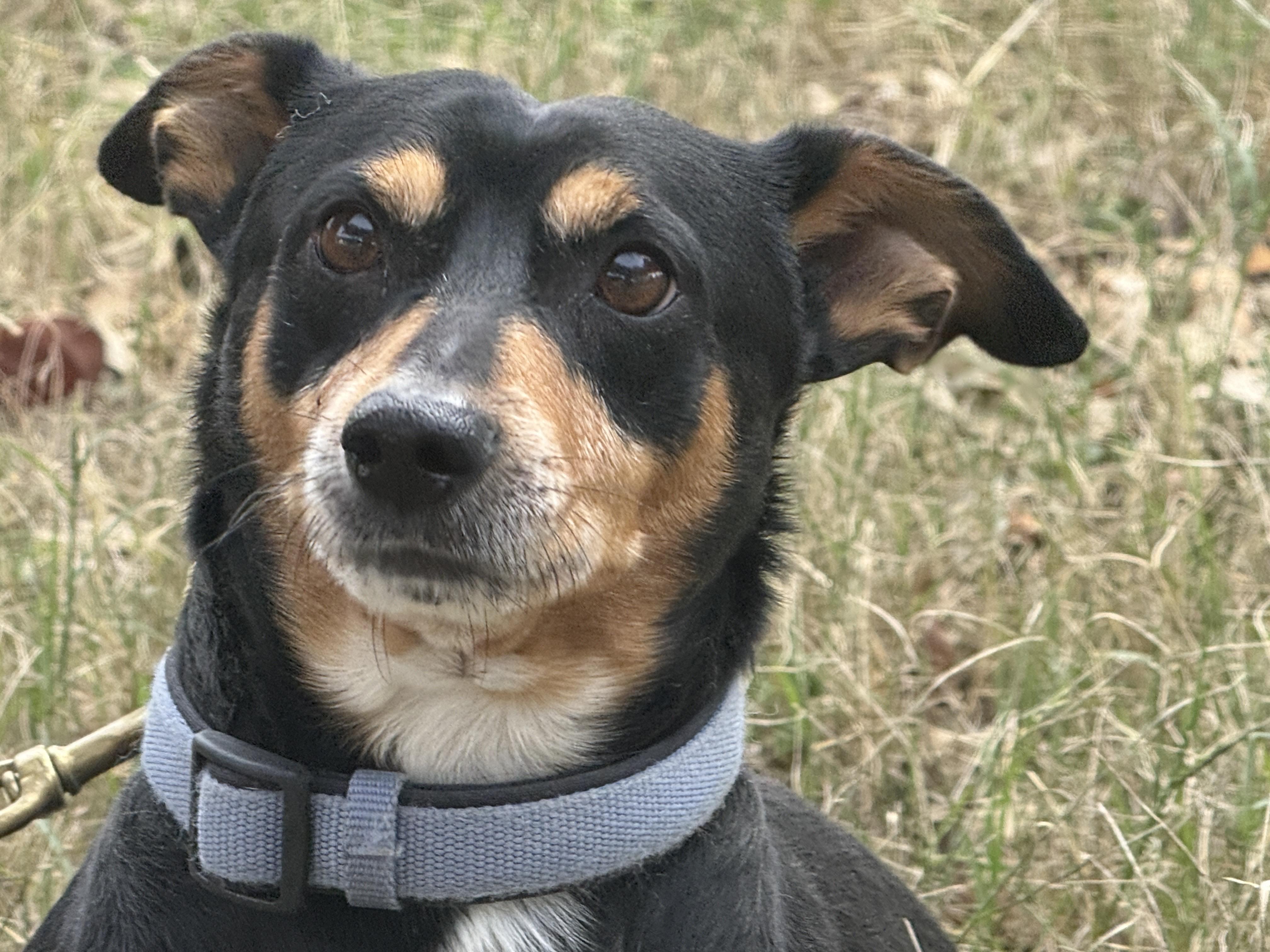 Enlarge Pappi, a ADOPTABLE mixed breed in Round Rock, TX image 2/4