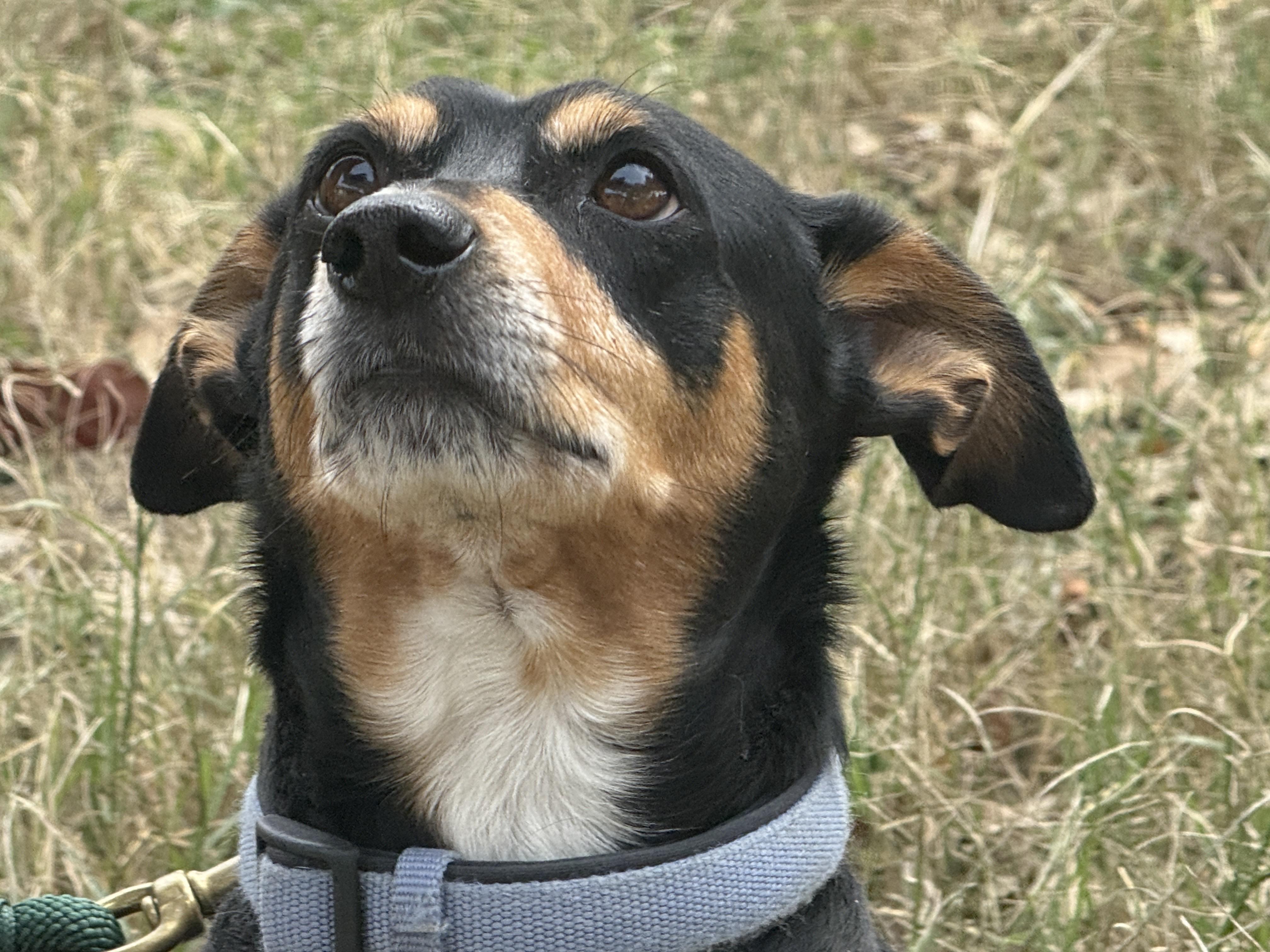 Enlarge Pappi, a ADOPTABLE mixed breed in Round Rock, TX image 3/4