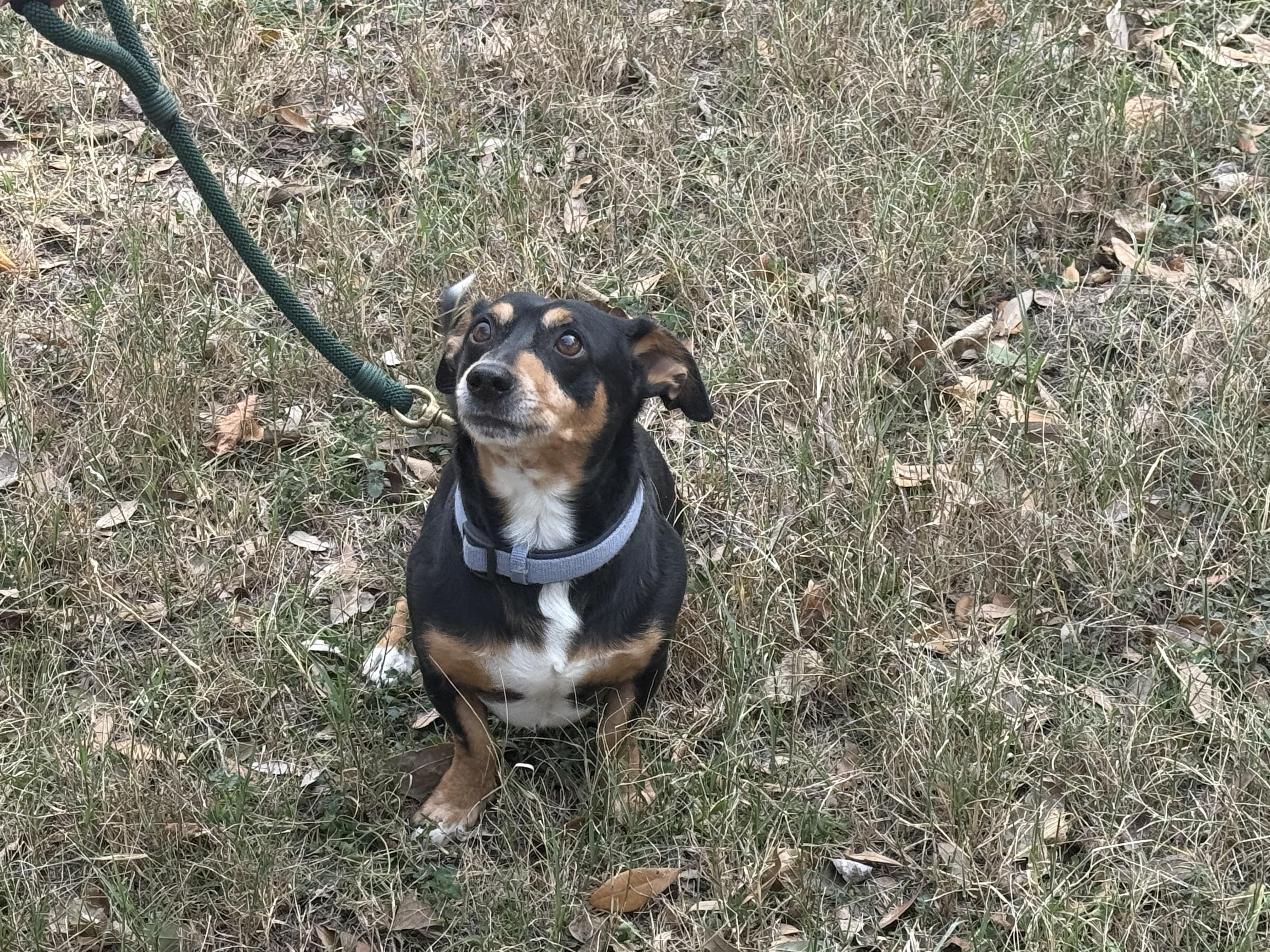 Enlarge Pappi, a ADOPTABLE mixed breed in Round Rock, TX image 4/4