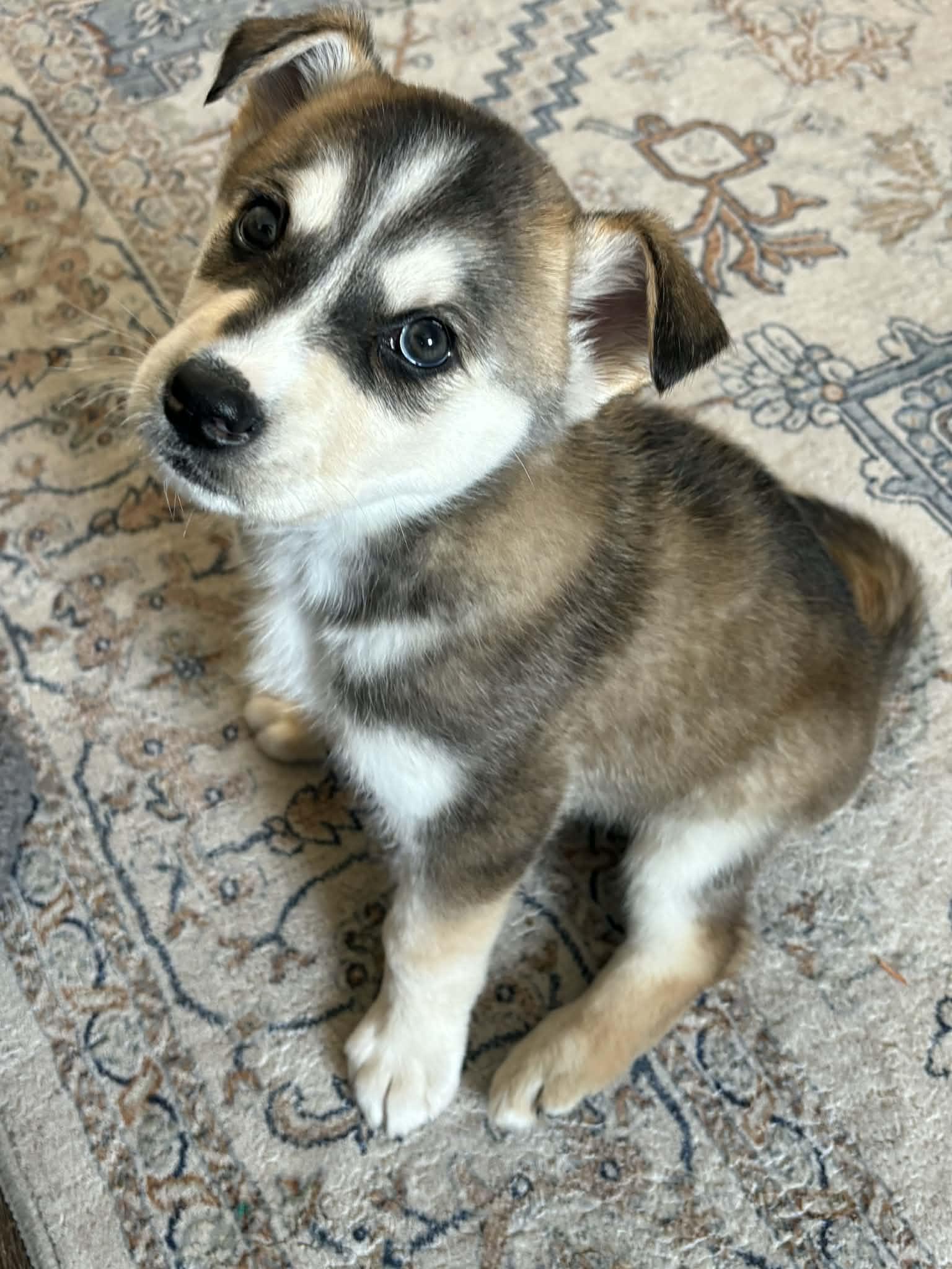 Wrigley, adopted, Puppy Male Husky & Mixed Breed.