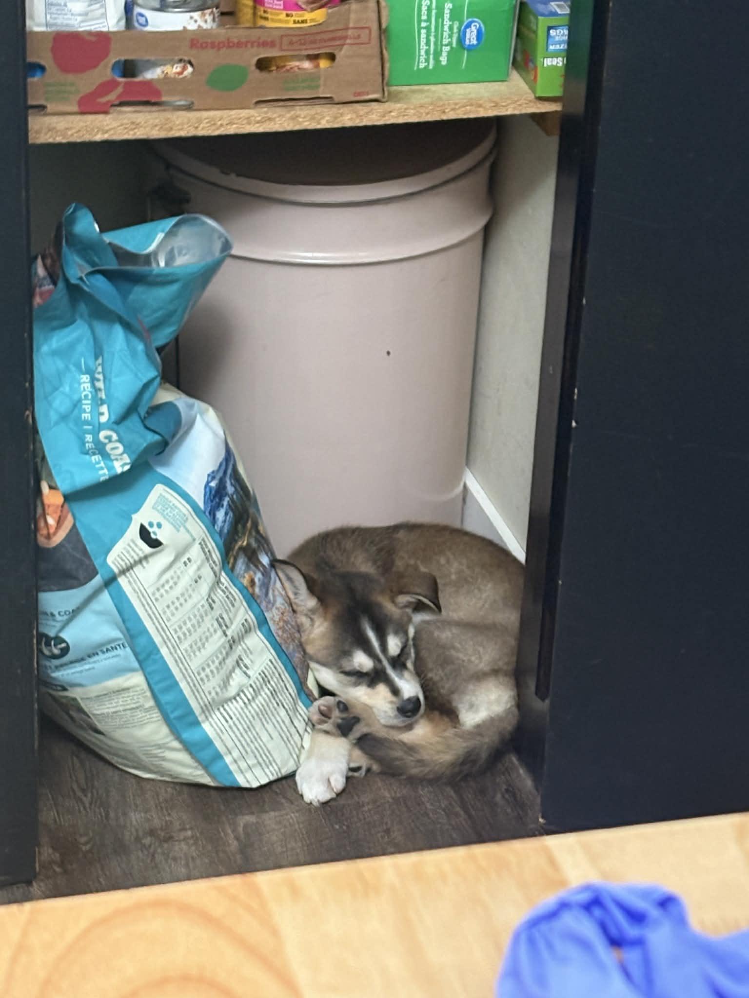 Enlarge Wrigley, an adopted mixed breed in Winnipeg, MB image 5/6