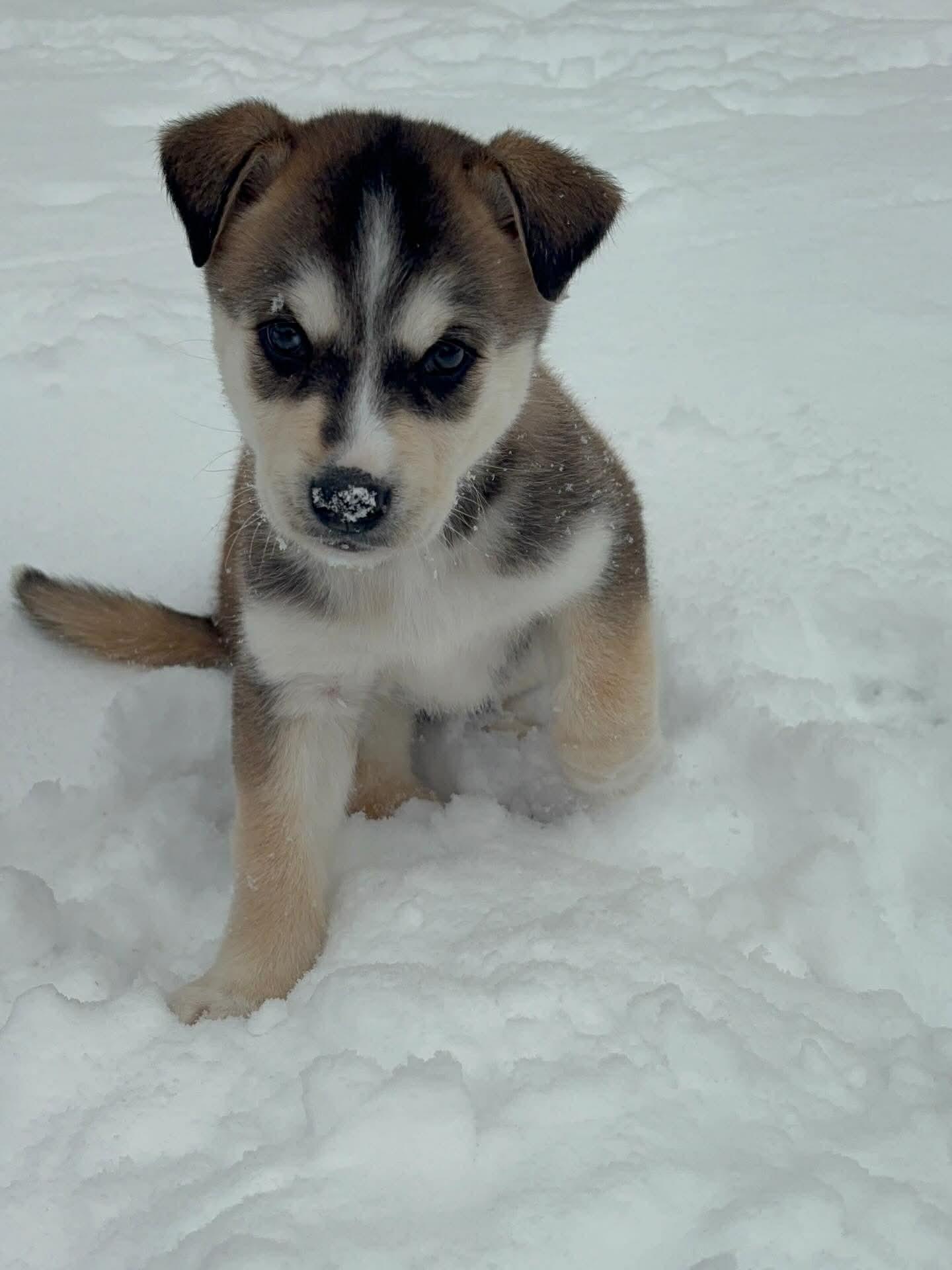 Enlarge Wrigley, an adopted mixed breed in Winnipeg, MB image 3/6