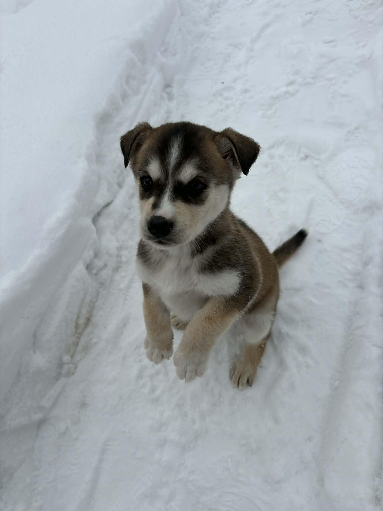 Enlarge Wrigley, an adopted mixed breed in Winnipeg, MB image 4/6