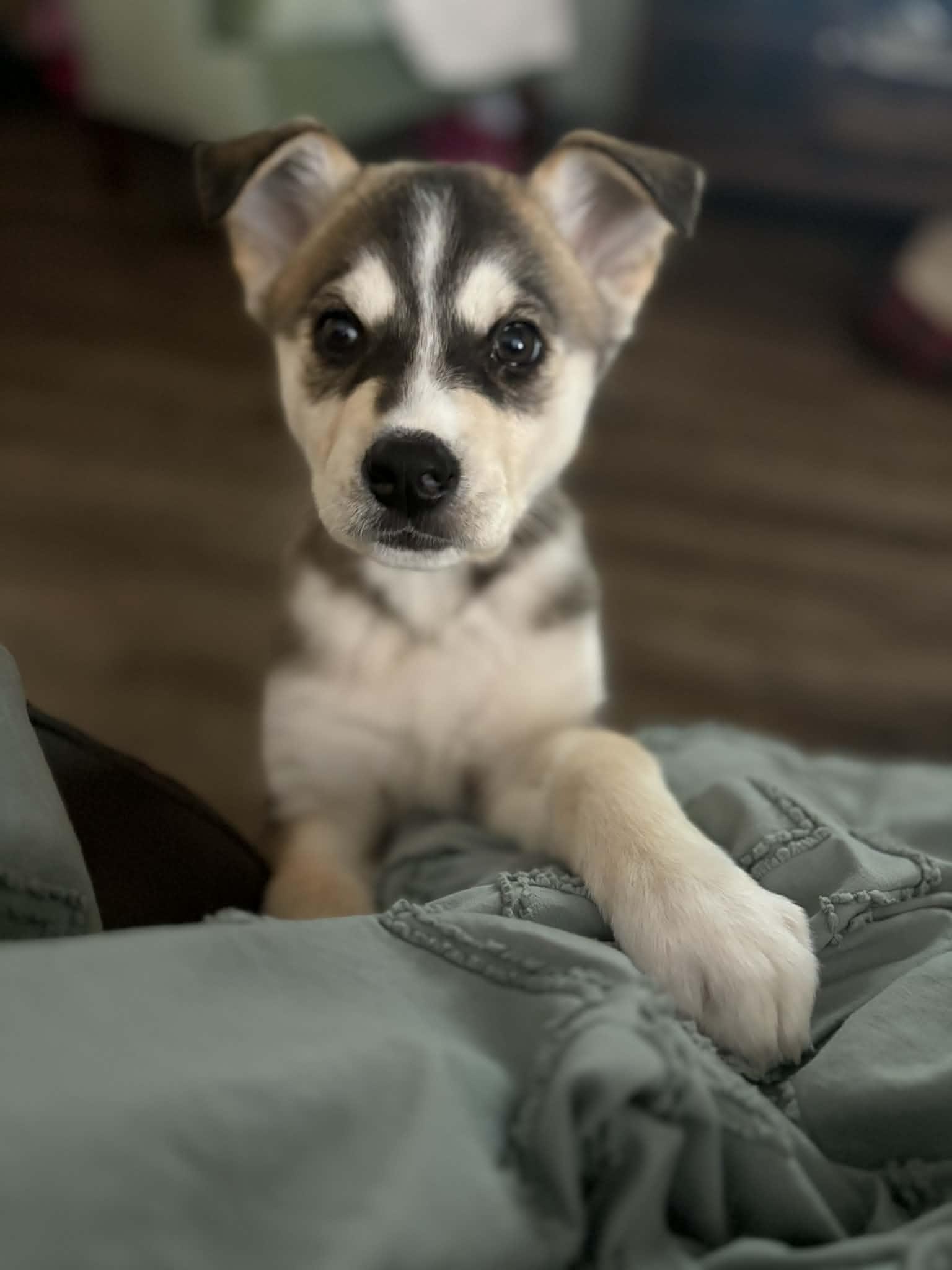 Enlarge Wrigley, an adopted mixed breed in Winnipeg, MB image 6/6