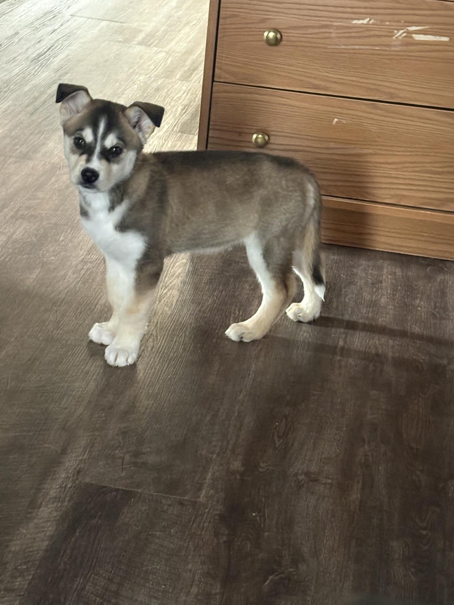 Enlarge Wrigley, an adopted mixed breed in Winnipeg, MB image 2/6