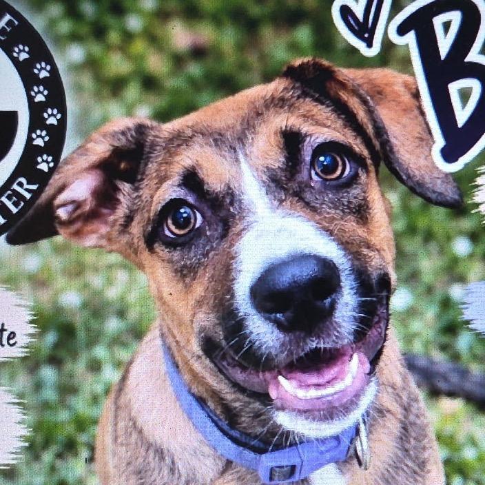 Enlarge Batrice, a Adoptable mixed breed in Greenfield, IN image 1/1