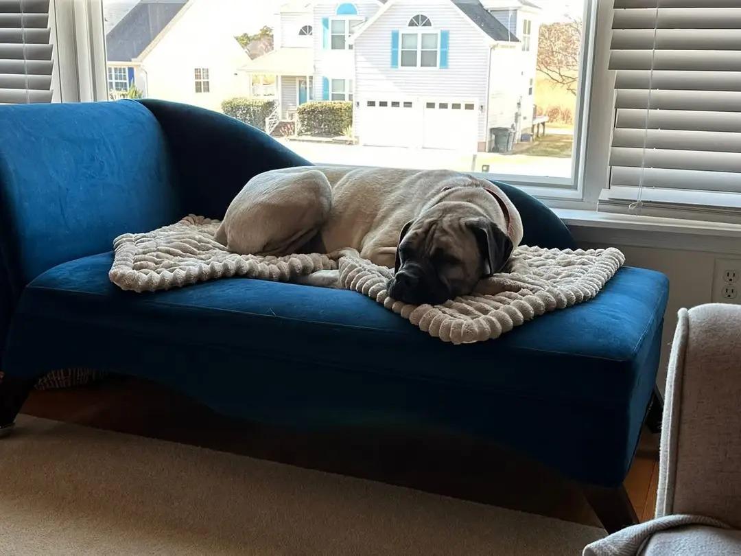 Enlarge Hera, a Adoptable Bullmastiff in Pottersville, NJ image 1/5