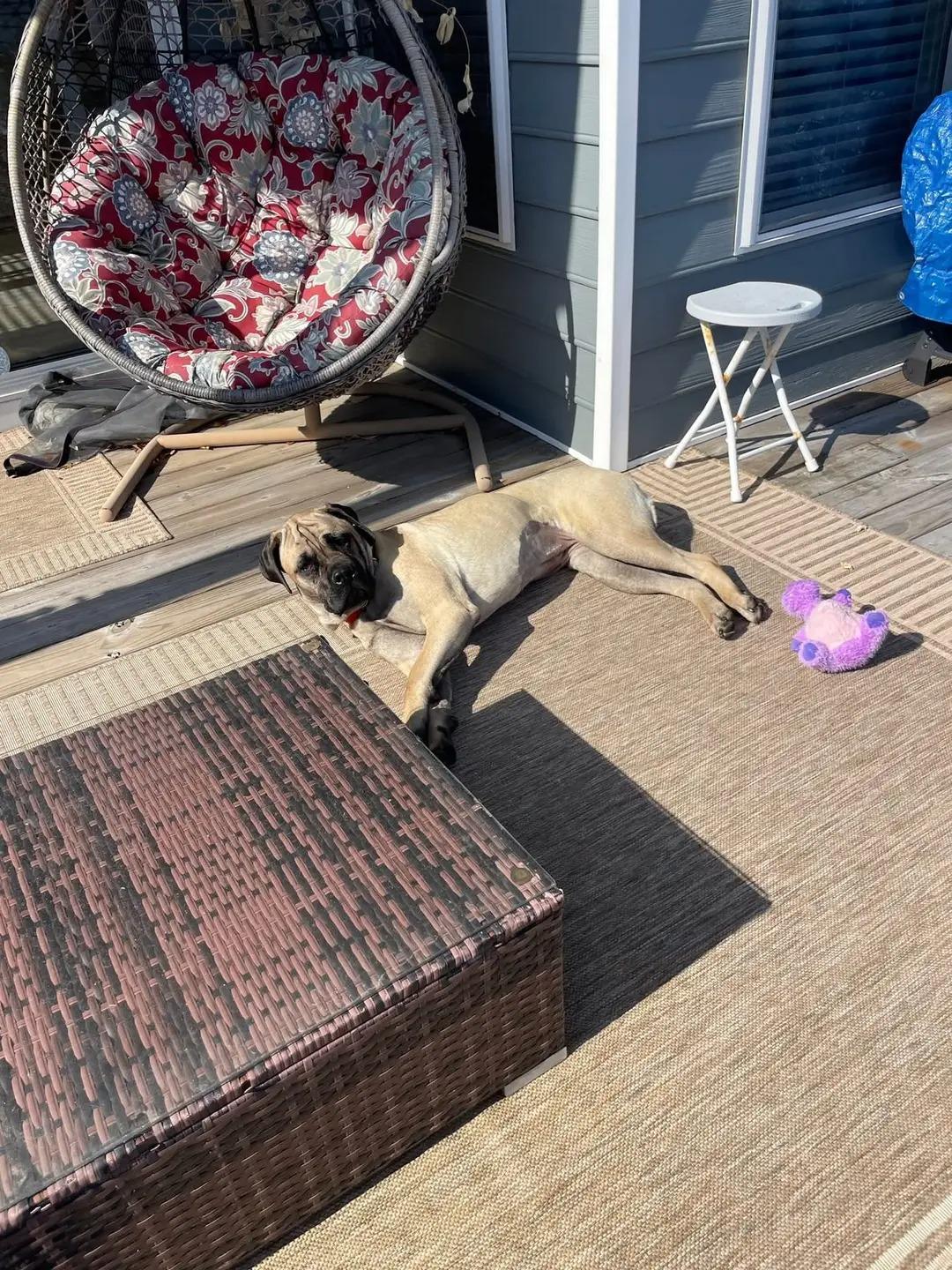 Enlarge Hera, a Adoptable Bullmastiff in Pottersville, NJ image 3/5