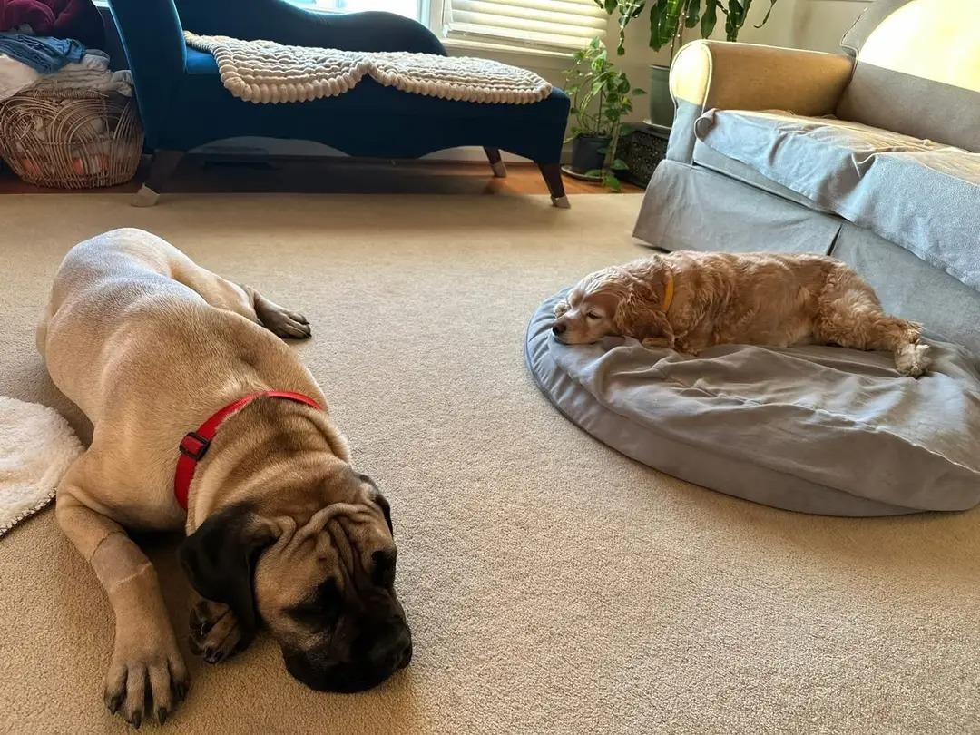 Enlarge Hera, a Adoptable Bullmastiff in Pottersville, NJ image 2/5