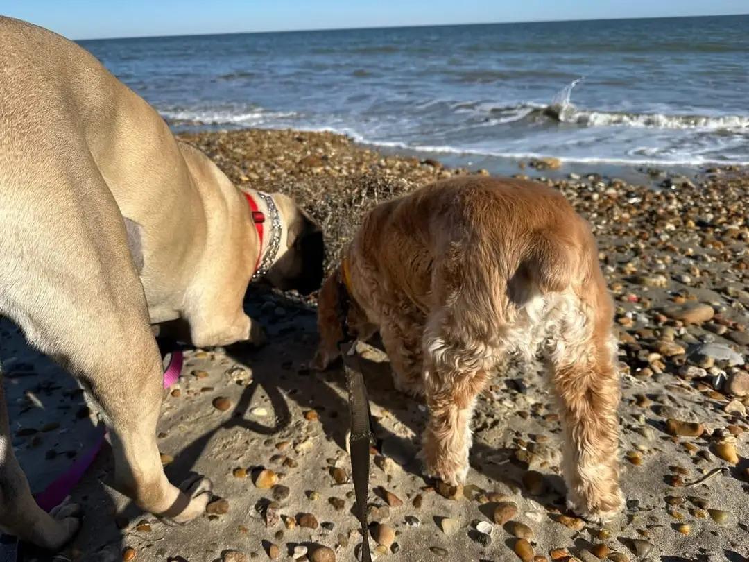 Enlarge Hera, a Adoptable Bullmastiff in Pottersville, NJ image 4/5