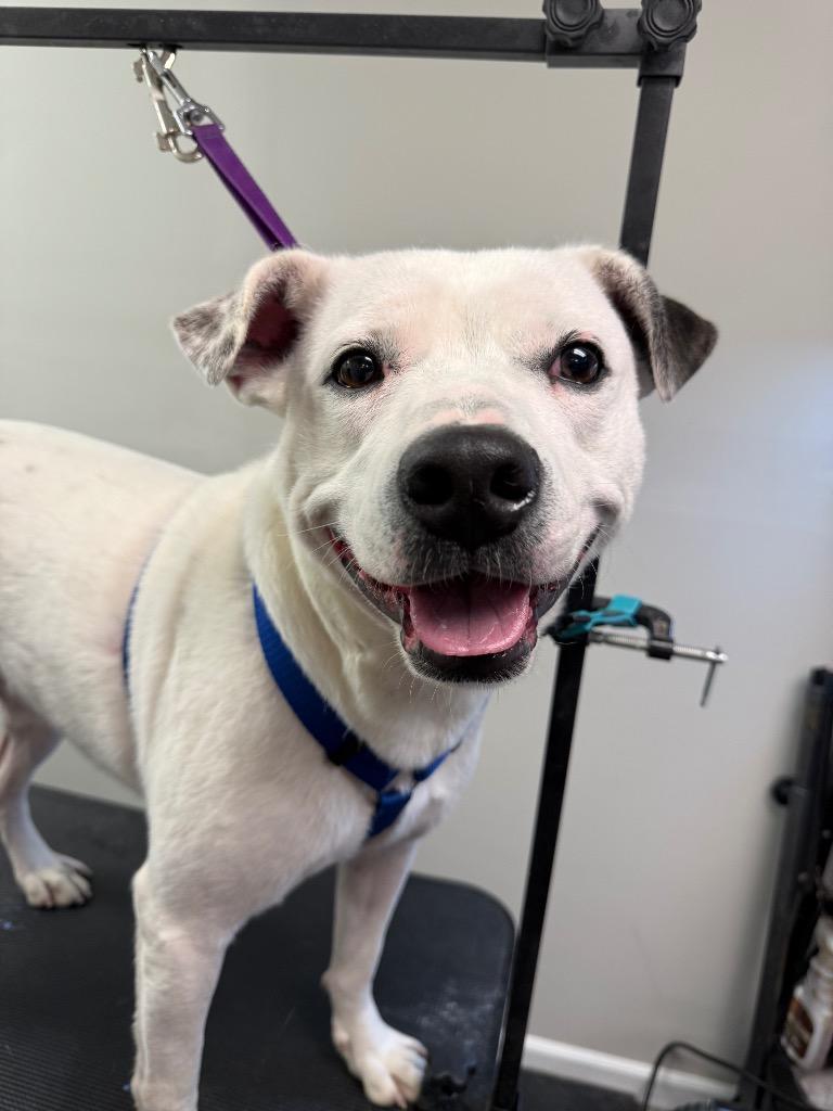 Pongo, a Adoptable Staffordshire Bull Terrier in Springfield, OH image 1/2