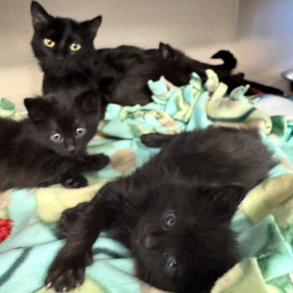 Mrs. Fields, Adoptable, Adult Female Domestic Short Hair.