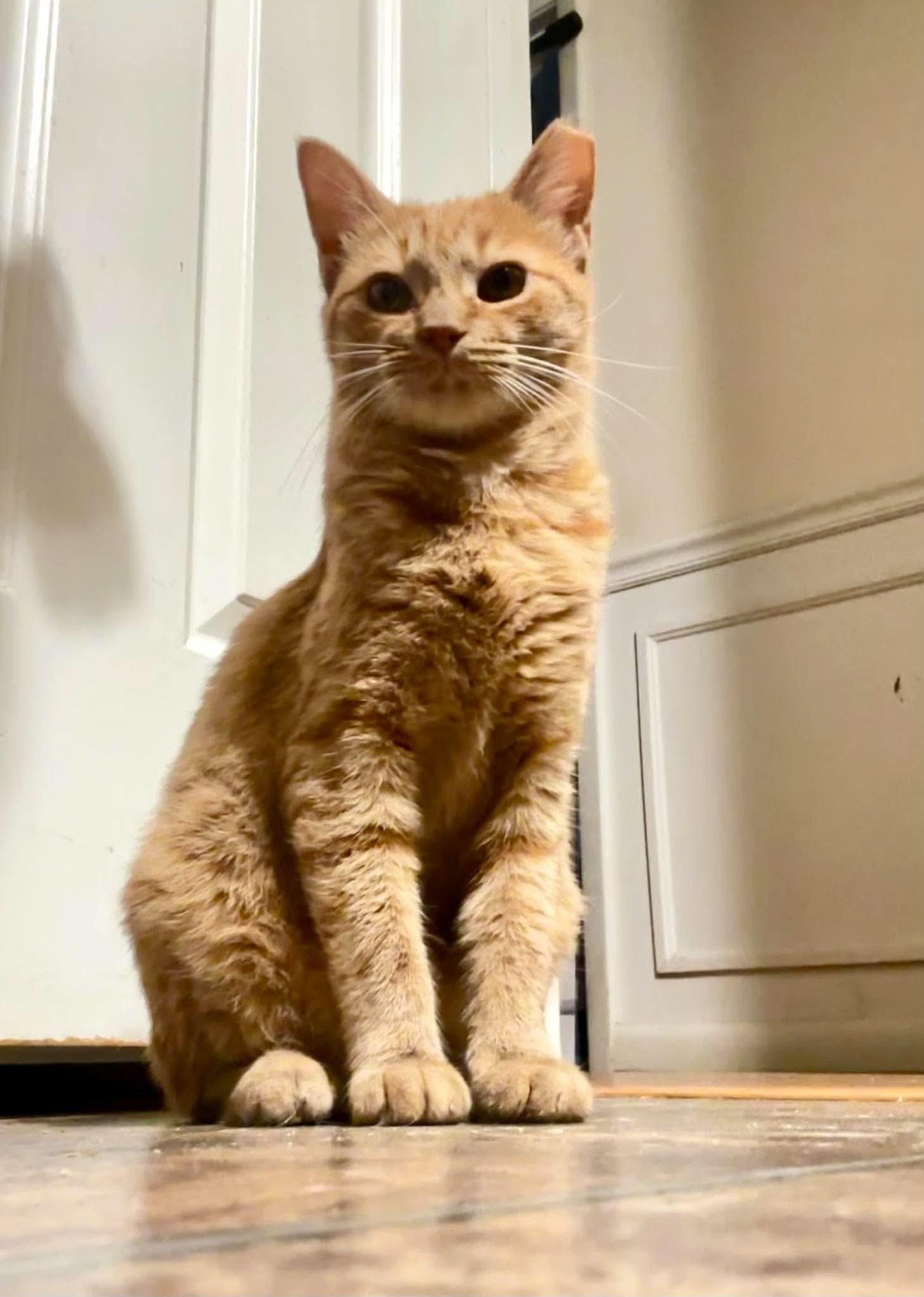 Sola, Adoptable, Young Female Domestic Short Hair.