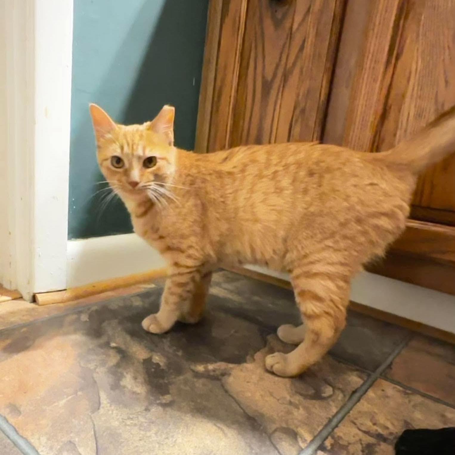 Enlarge Sola, a Adoptable Domestic Short Hair in Fort Oglethorpe, GA image 6/6