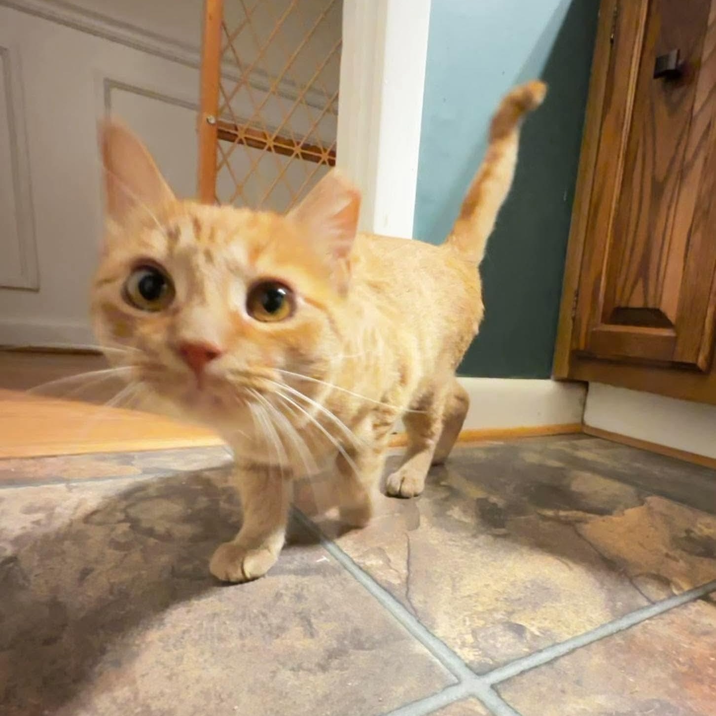 Enlarge Sola, a Adoptable Domestic Short Hair in Fort Oglethorpe, GA image 4/6